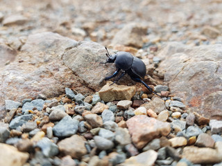 Scarabeo