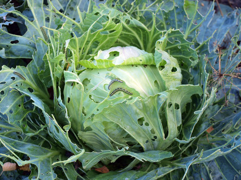 Cabbagehead pests