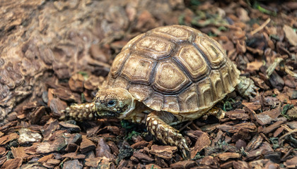 Turtle in the terrarium.
