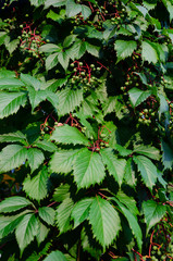 Bright green leaves of Virginia creeper or wild grape with berries on a sunny day. Closeup