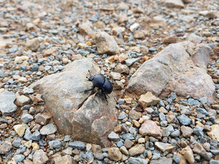 Scarabeo