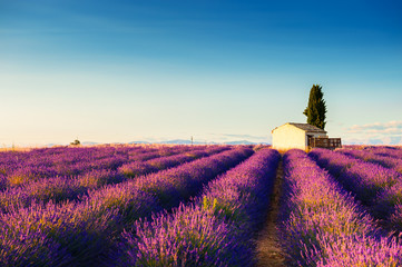 Small house in lavender fields at sunset near Valensole, Provence, France. Beautiful summer landscape. Famous travel destination