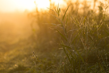 Fototapeta premium Gras im herbstlichen Morgenlicht gegen das Licht fotografiert