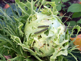 Cabbagehead pests 3