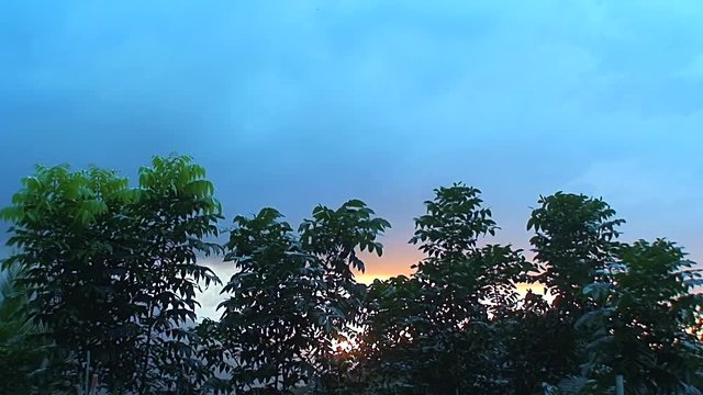 Mahogany Trees During Nightfall, Philippines
