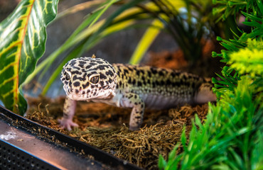Leopard gecko in a terrarium.
