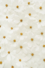 A beautiful pattern with white chamomile, daisies flowers. Floral texture or print. Holiday, wedding, birthday, anniversary concept. Copy space, flat lay, top view.