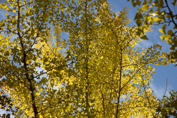 Fototapeta premium 京都ぶらり、黄葉と青空
