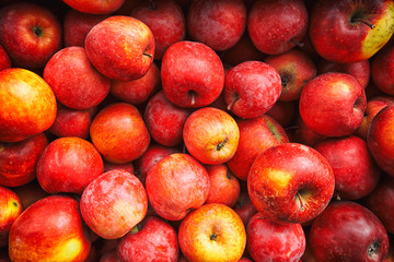  lots of red juicy apples inside the old wooden box with