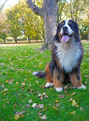 Portrait of large and fluffy Bernese Mountain Dog, sitting in the park 