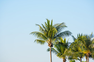 Fototapeta na wymiar coconut leaves