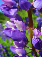 Lupine