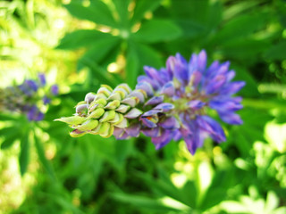 Lupine