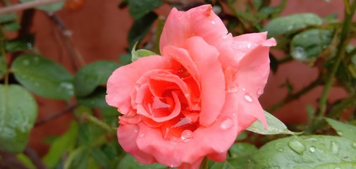 bouquet of pink roses