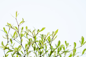 Green leaf nature background