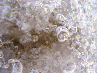 Leda on the lake. Macro
