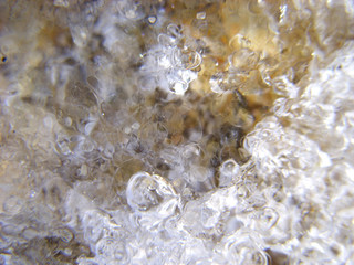Leda on the lake. Macro