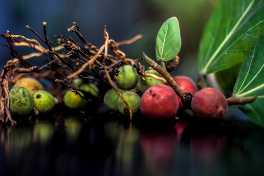 Close up shot of cut aerial roots of banyan tree along with its raw and ripe fruits on a black glossy surface. Aerial roots are used in the remedy of Tooth decay. Horizontal shot & blurred background.