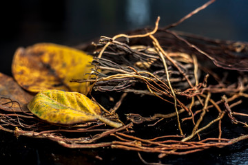 Close up shot of cut aerial roots of banyan tree along with some dried yellow-colored banyan leaves...