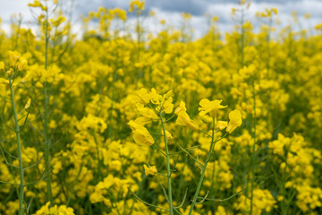 Obraz premium Colorful field of yellow blooming raps flowers. Blooming canola flowers close up.