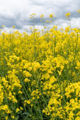 Colorful field of yellow blooming raps flowers. Blooming canola flowers close up.
