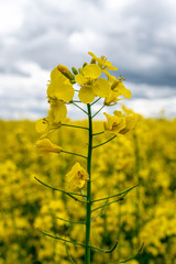 Obraz premium Colorful field of yellow blooming raps flowers. Blooming canola flowers close up.