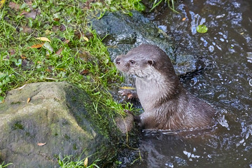 Naklejka na ściany i meble Hungry otter at feeding by the water.