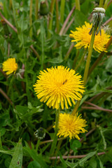 Close-Up of a dandelion with a insect on top in full blossom during spring time in Germany