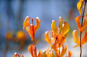 première neige