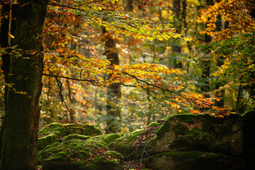 Autumn leaves on a tree in backlight and stones with green moss on