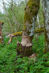 Close-up of large tree trunk bark chewed gnawed by beavers in the forest.