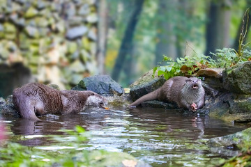 Hungry otter at feeding by the water.