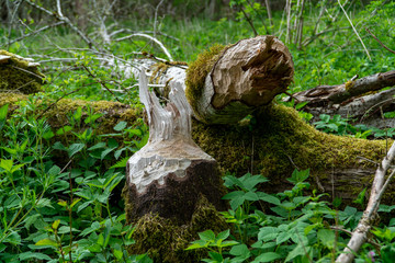 Close-up of large tree trunk bark chewed gnawed by beavers in the forest.