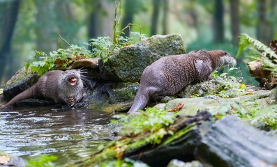 Hungry otter at feeding by the water.