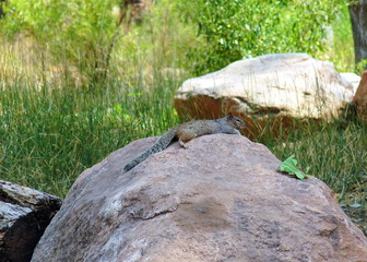 Squirrel ruht sich auf einem Felsen aus