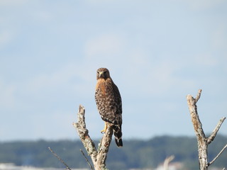 Lake Apopka Wildlife Drive