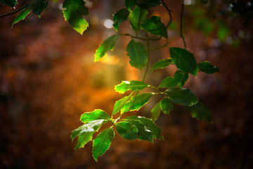 Bosque en temporada otoñal con las hojas rojas y amarillas de los arboles - obrazy, fototapety, plakaty