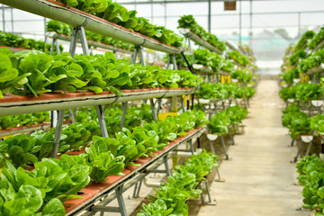 Organic vertical farming
