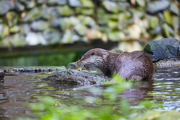 Hungry otter at feeding by the water.