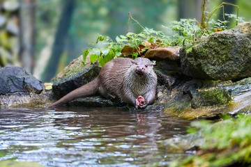 Hungry otter at feeding by the water.