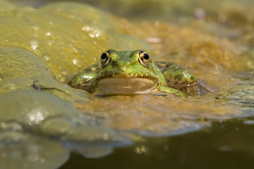 Frosch in Teich mit vielen Blasen und Algen, schaut in die Kamera