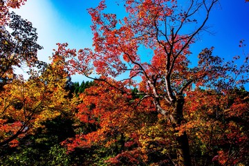 清川の紅葉