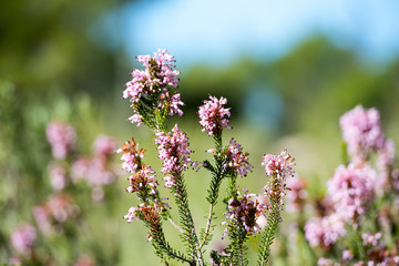 Mediterranean flora with the Panoramic View of the city of Sant Antoni de Portmany in Ibiza, Spain