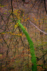 Tree with moss in the foreground and forest with autumn colors in the background
