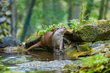 Hungry otter at feeding by the water.