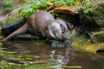 Hungry otter at feeding by the water.
