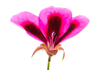 geranium flower isolated