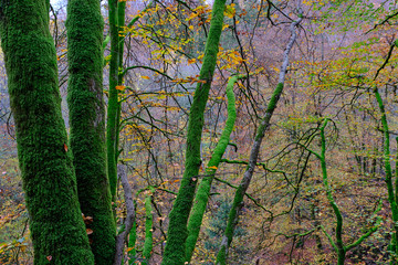 Tree with lots of moss in the foreground and forest with autumn colors in the background