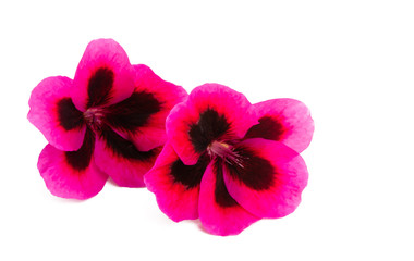 Fototapeta na wymiar geranium flower isolated