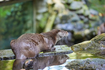 Hungry otter at feeding by the water.